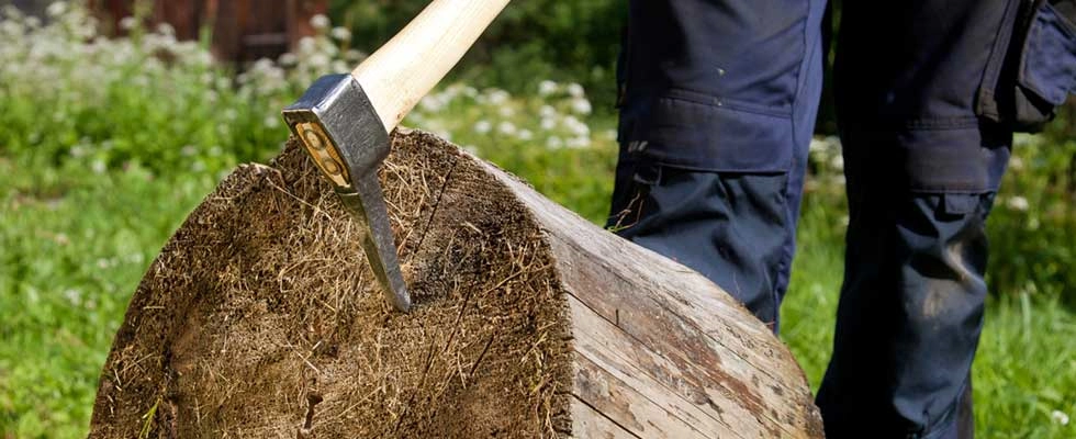 Sappie der Helfer im Forst