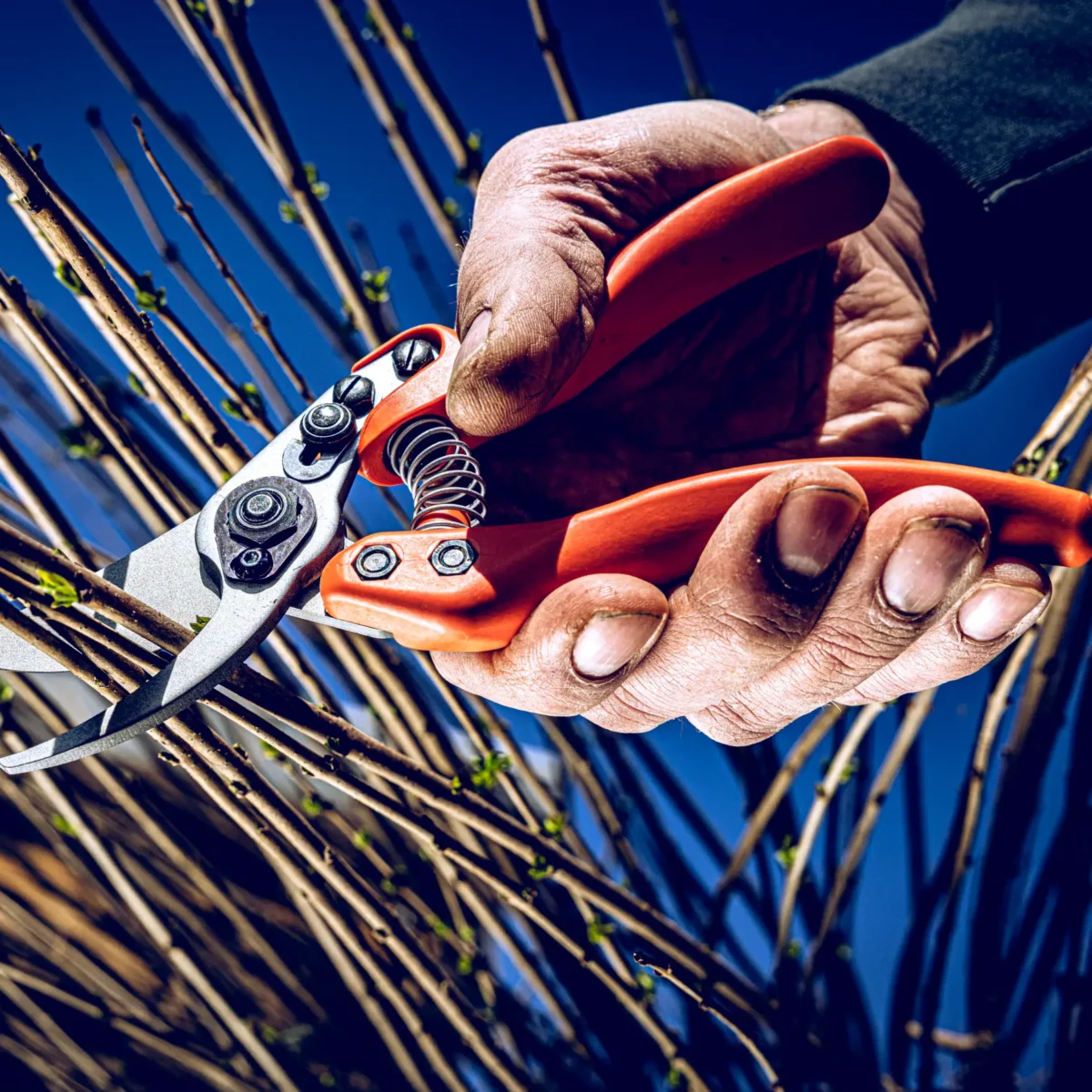 Löwe 11 Precision Clean Cut za ženske