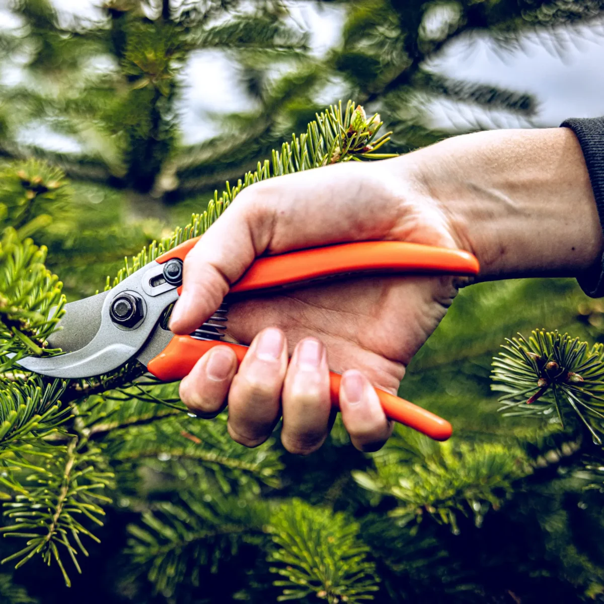 Vrtne škarje Löwe 14.104 Economic Clean Cut