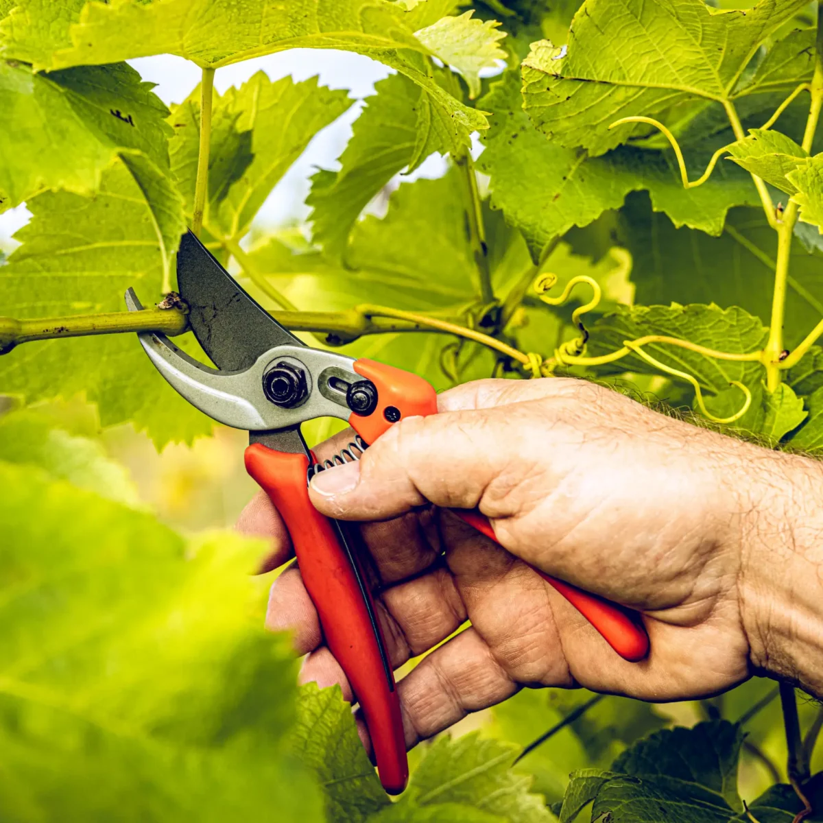 Vrtne škarje Löwe 14.104 Economic Clean Cut