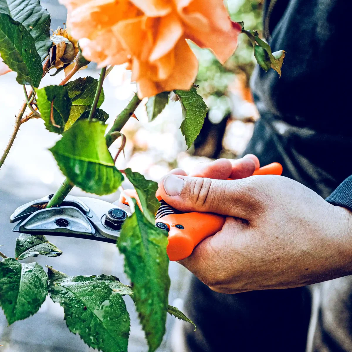 Alternative view of Original Löwe 16 - Predstavitvene škarje - Cut & Hold - št. 16.104 - 19 cm | Ø 12 mm